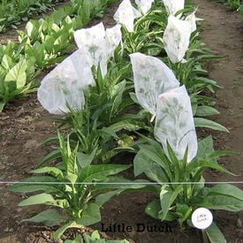 Little Dutch, Tobacco Seed